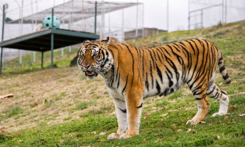 David Rio se věnuje ochraně tygrů a slonů